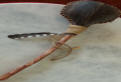 drum and rattle